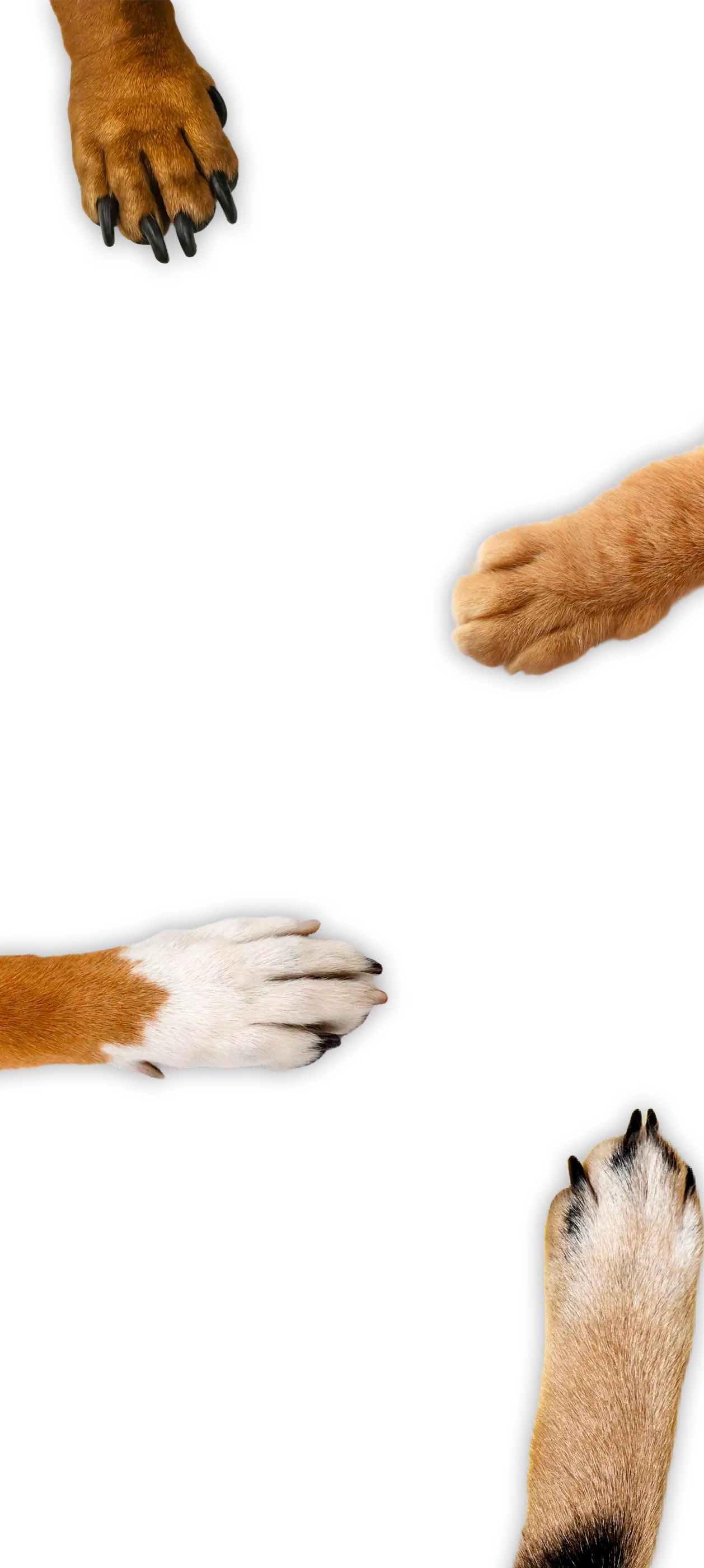 PAWS BG