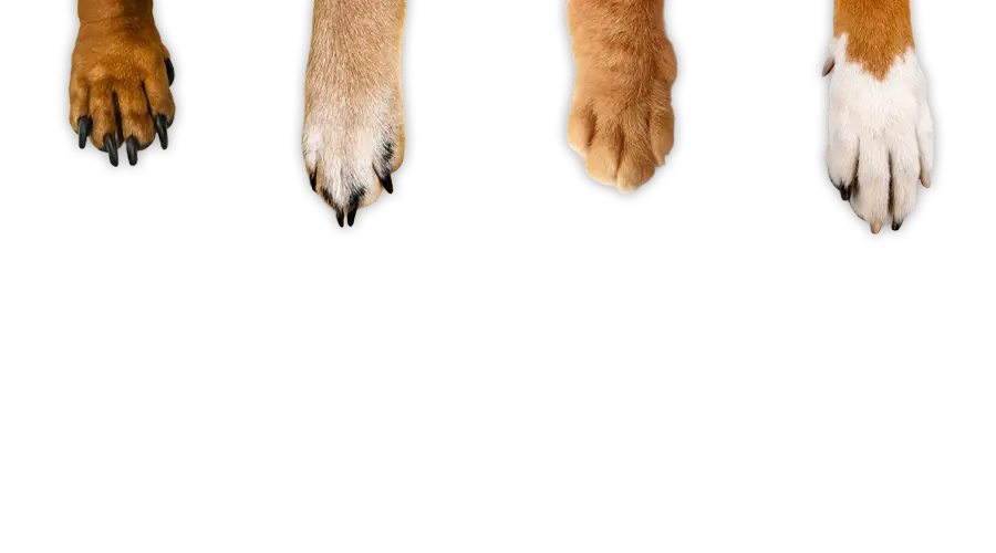 PAWS BG
